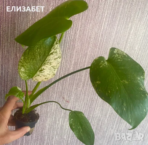 Monstera mint monstera