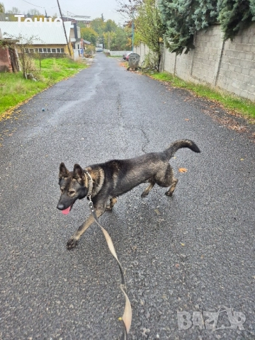 Немска овчарка Сивак за разплод, снимка 10 - Немска овчарка - 52314697