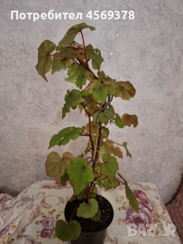 Цвете Бегония , снимка 2 - Стайни растения - 52124484