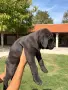 Кученца Кане Корсо малка баща дого аржантино, снимка 4