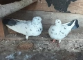 Елитничифт пазарджишки, снимка 3