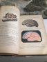 Човешка Анатомия том 2 и 3/1895-1897г./на френски, снимка 7