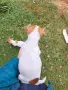 Кучета джак ръсел, снимка 4