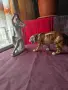 Много красив порцеланов тигър, снимка 1