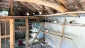Продавам гълъби, снимка 14