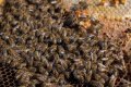 Биологични пчелни майки и отводки от лицензиран производител сезон 2024., снимка 1
