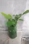 Млади лимонови дръвчета лимон , снимка 9
