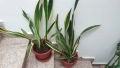 Сансевиера 2 вида / Sansevieria Hahnii/Sansevieria trifasciata  , снимка 11