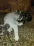 Подарявам котенце , снимка 3