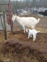Продавам кози с ярета, снимка 7