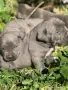 Продавам Кане Корсо , снимка 6