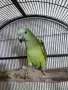 Последно бебе синьочела амазона, снимка 1