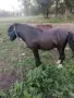 Продавам жребец, снимка 1