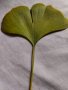Гинко Билоба растение, полезно за мозъка - листа за чай (дрога), семена и фиданки. Най-ниски цени, снимка 1