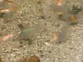 Коридорас Брохис / Corydoras Brochis, снимка 2