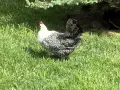 Домашни пилета на 3 дни., снимка 10