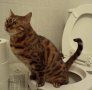 Да научим котката да ходи в човешката тоалетна! котешка коте, снимка 7