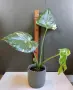 Monstera Thai Constellation /Монстера Тай Констеллейшъ, снимка 2