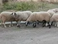 Свободни овце и коч, снимка 3