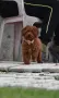 Той пудел Toy poodle, снимка 1