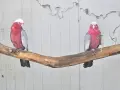 Днойка розово какаду, снимка 1
