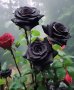 ЧЕРНА РОЗА, Рядък сорт семена на роза, ” Black Night ”, снимка 5