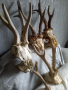 Череп с рога от сръндак , снимка 2