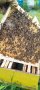 Биологични пчелни майки и отводки от лицензиран производител сезон 2024., снимка 4