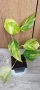 Епипремнум Hicolor, снимка 1