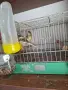 Продавам канарчета, снимка 1