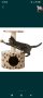 Trixie Junior Toledo
Scratching Post /Драскалка
С Катерушка И Къща За котенца, снимка 1 - За котки - 42721560
