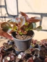 Градинска бегония , снимка 18