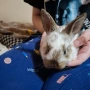 Продавам зайчета, снимка 6