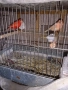 канарчета , снимка 2