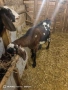 Продавам 2 кози, снимка 3