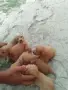 Кокер шпанъоли мъжки и женски, снимка 1