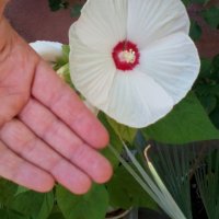 Градински хибискус, снимка 3 - Градински цветя и растения - 29290081