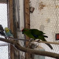 Продавам папагали Кикирики жълти и зелени, снимка 2 - Папагали - 39839039