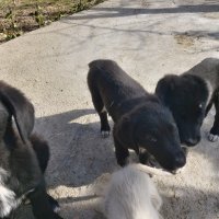 Подарявам малки Кученца. Пловдивско , снимка 2 - Бо - 44168338
