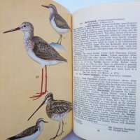Книга The Book of Indian Birds - Salim Ali 1964 г. Птици, снимка 3 - Други - 34377952