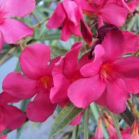 Зокум - различни цветове и размери, снимка 7 - Градински цветя и растения - 10969183