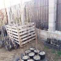 Червенолистна слива Подрязани растения на около 150см , снимка 6 - Разсади - 44452184