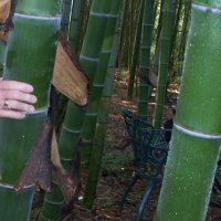 100 броя редки бамбукови семена зелен бамбук Moso-Bamboo мосо бамбо растение за декорация украса за , снимка 6 - Сортови семена и луковици - 37711335