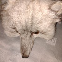  Шал яка от полярна бяла лисица , снимка 2 - Шапки - 19116831
