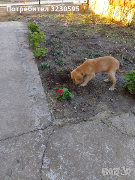 Кокер за трюфели, снимка 1