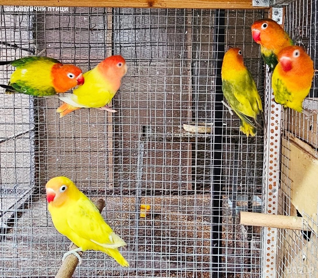 Бартер Неразделки , снимка 1