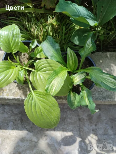 Продавам хоста , снимка 1