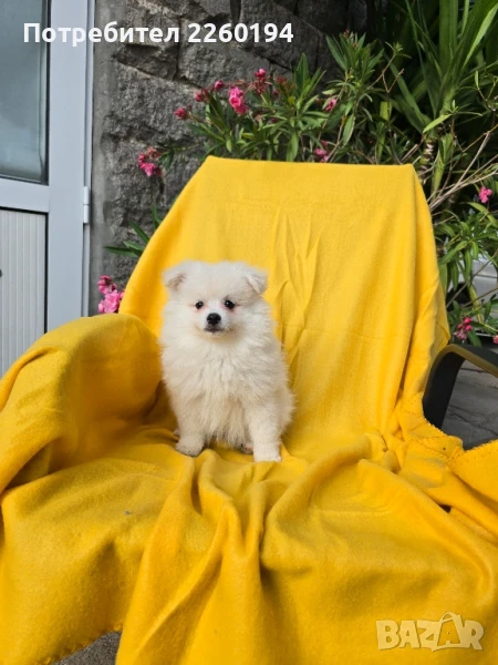 Померан Померанче, снимка 1