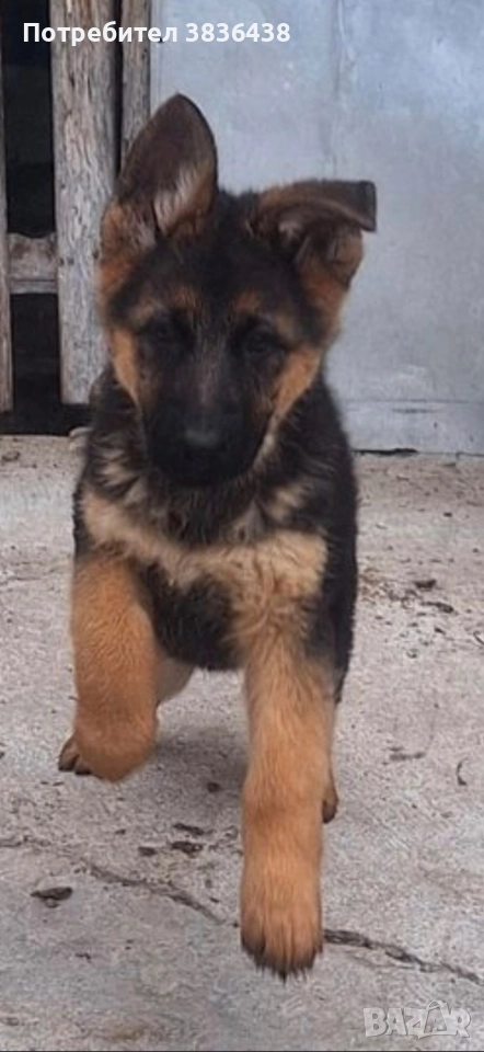 Чистокръвни немски овчарки, снимка 1