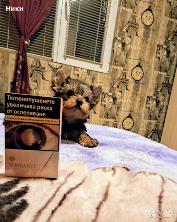 Мини йоркширски териерчета , снимка 1